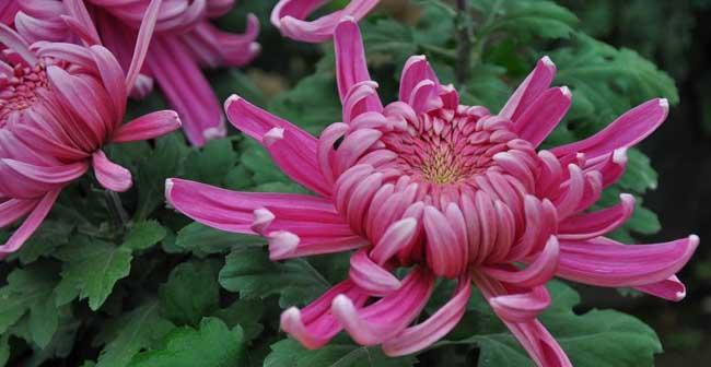 菊花的花语代表什么？菊花的象征意义有哪些？