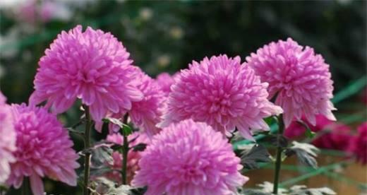 菊花的花语代表什么？菊花的象征意义有哪些？