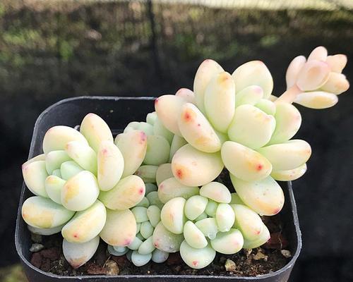 劳尔繁殖方法有哪些？繁殖过程中应注意哪些事项？