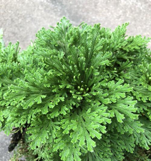卷柏的花语和寓意是什么？卷柏的象征意义有哪些常见问题？