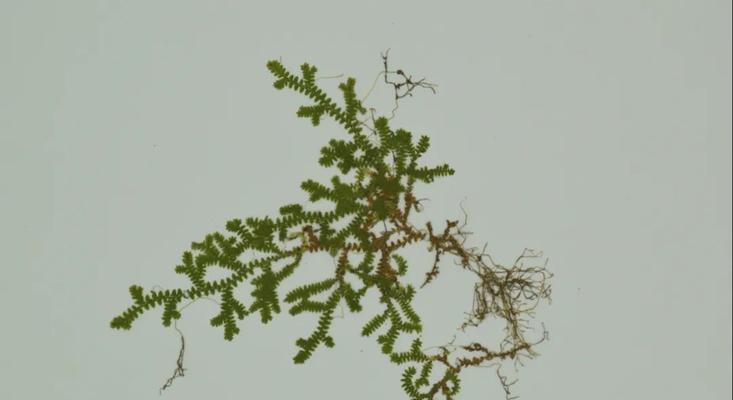 卷柏的花语和寓意是什么？卷柏的象征意义有哪些常见问题？