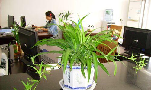 办公室绿植推荐：老板办公室适合放什么植物？