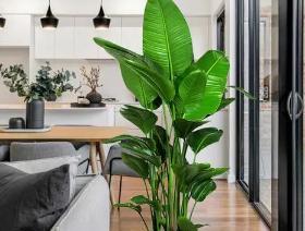老板办公桌适合摆放哪些植物？这些植物有哪些好处？