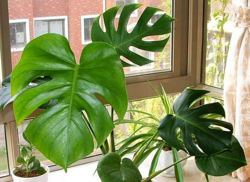 老板办公桌适合摆放哪些植物？这些植物有哪些好处？