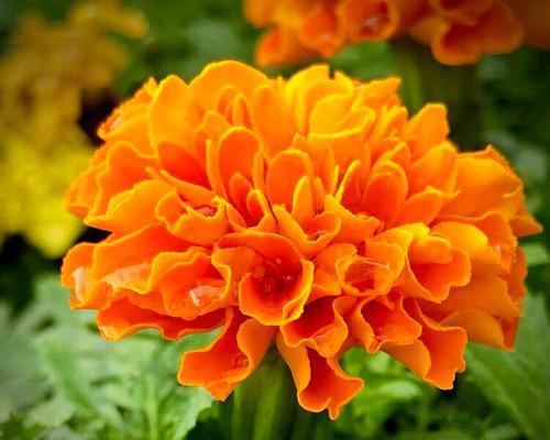 孔雀草的花语是什么？孔雀草寓意着什么？
