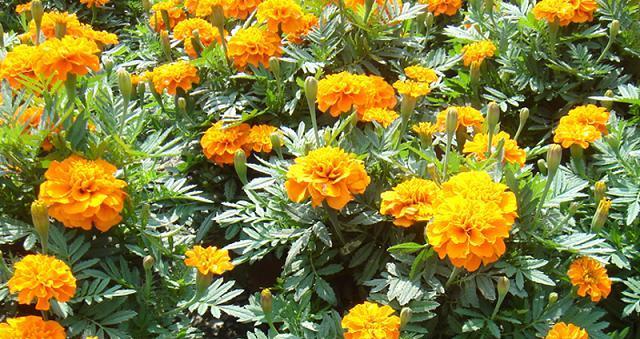 孔雀草的花语是什么？孔雀草寓意着什么？