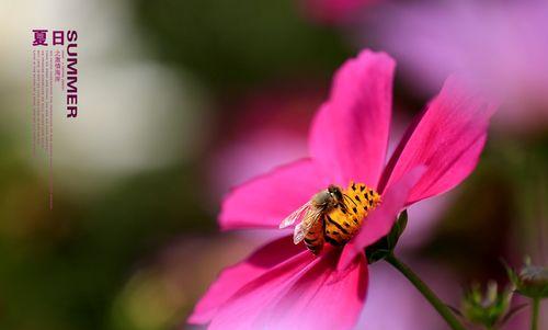 拉萨市花是格桑花吗？格桑花的象征意义是什么？