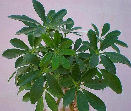 老人房间适合放什么植物？哪些植物有益健康？