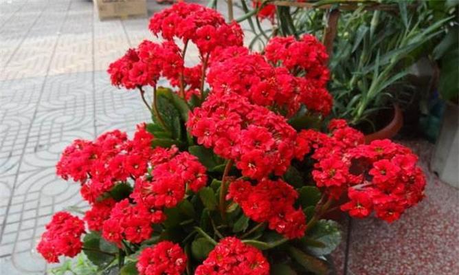 老人适合养什么花？哪些花卉对老年人有益？