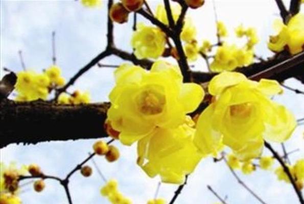 腊梅花花语是什么？它代表了哪些意义？