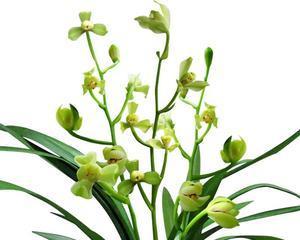 兰花草开花的样子是怎样的？开花时间及其寓意是什么？
