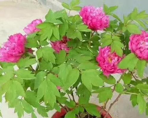 老勺药不开花的原因是什么？如何解决？