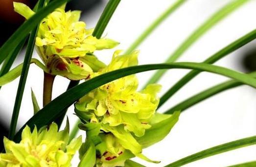 兰花代表什么花语？如何理解兰花的花语含义？