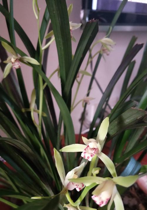 兰花代表什么花语？如何理解兰花的花语含义？