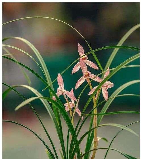 兰花代表什么人？兰花的象征意义有哪些？