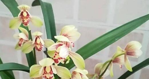 兰花的风水寓意是什么？最佳摆放位置在哪里？