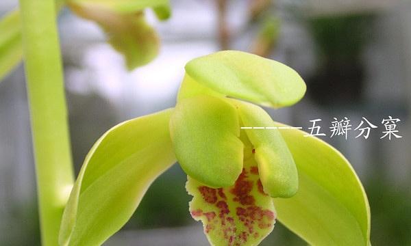 兰科植物有哪些主要特征？如何识别兰科代表植物？