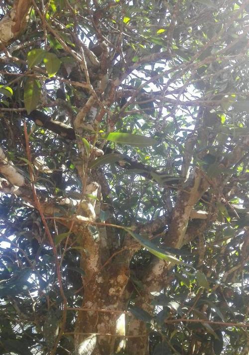 老树茶和古树茶有什么区别？如何鉴别它们的不同特点？