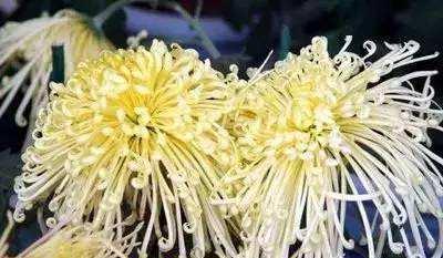 蓝桉的花语是什么意思？开花时长什么样子？