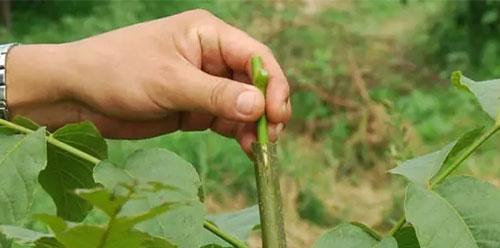 老桃树嫁接的最佳时间是什么时候？有哪些有效方法？