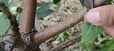老桃树嫁接的最佳时间是什么时候？有哪些有效方法？