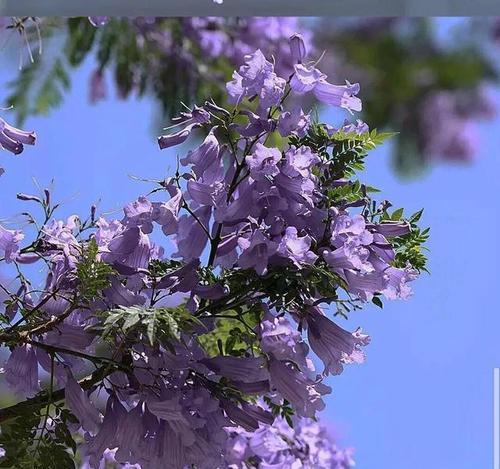 蓝花楹的花语代表什么？蓝花楹寓意有哪些常见问题解答？