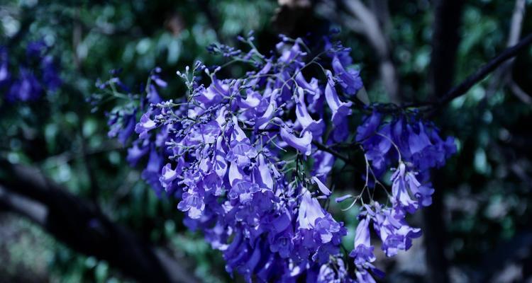 蓝花楹的花语代表什么？蓝花楹寓意有哪些常见问题解答？