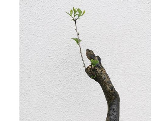 老鸦几年结果实种植多久能挂果？挂果时间与种植技巧解析