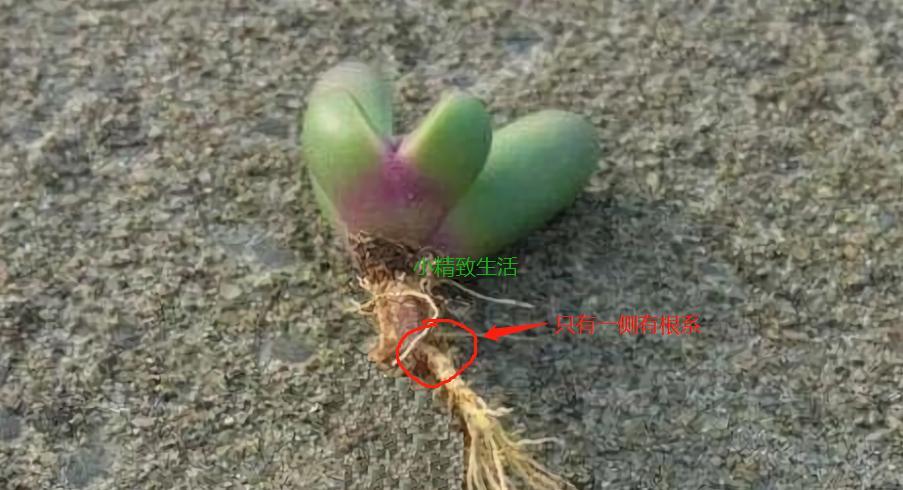 老鸦柿换盆最佳时间是什么时候？脱盆修根后如何正确上盆？