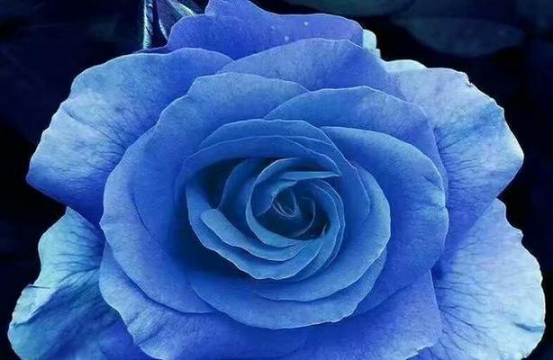 蓝玫瑰的花语是什么？蓝玫瑰代表什么意义？