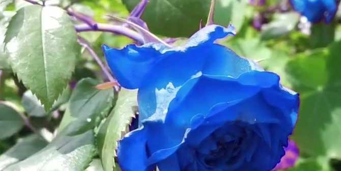 蓝玫瑰的花语是什么？蓝玫瑰代表什么意义？