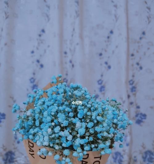 蓝色满天星的花语寓意是什么？如何正确解读？