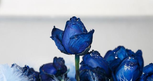蓝色妖姬的花语和寓意是什么？它象征着什么意义？