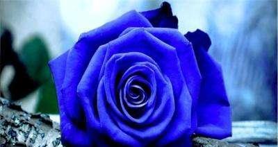 蓝色妖姬的花语和寓意是什么？它象征着什么意义？