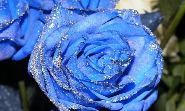 蓝色妖姬花语寓意与意思是什么？