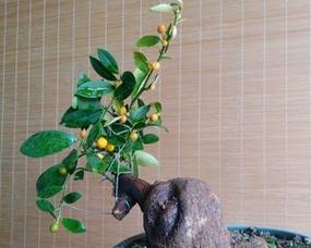老鸭柿配土方法是什么？种植土壤有何讲究？