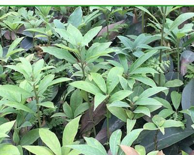老鹰茶的生长环境适合长在什么地方？如何选择最佳种植地？