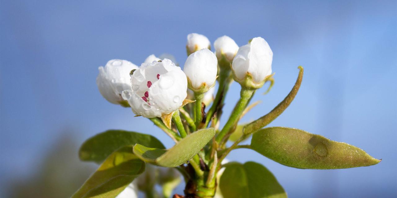 梨花代表的生肖是什么？如何通过梨花了解生肖文化？
