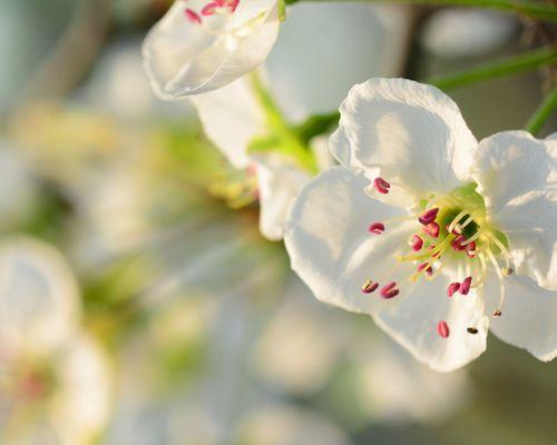 梨花代表的生肖是什么？如何通过梨花了解生肖文化？