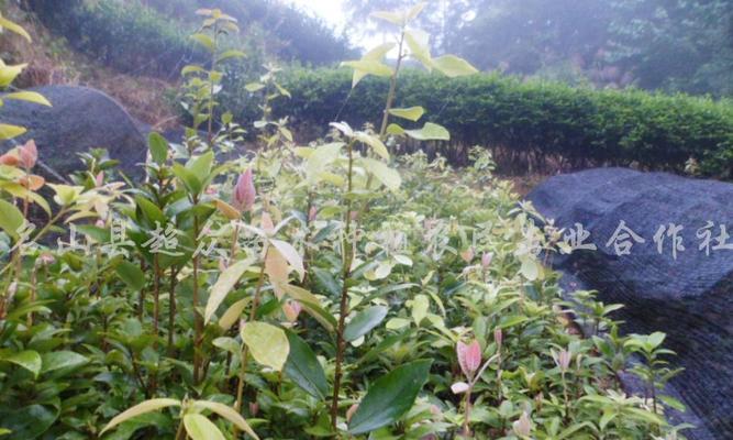 老鹰茶的生长环境适合长在什么地方？如何选择最佳种植地？