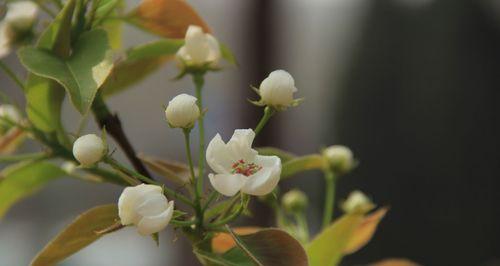 梨花的花语是什么？它代表了哪些意义？