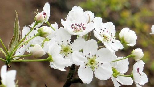 梨花的花语是什么？它代表了哪些意义？
