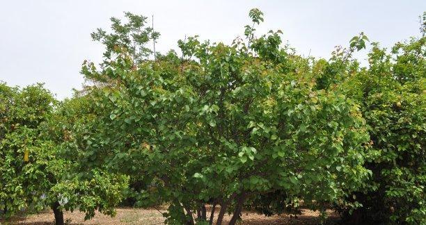 乐昌含笑属于木本植物吗？它的特点是什么？
