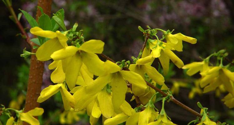 连翘花在风水中代表什么？连翘花的寓意有哪些？