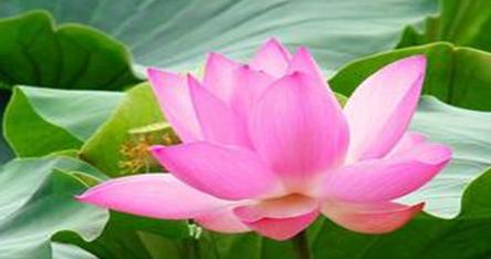 莲花代表的生肖是什么？十二生肖中莲花象征哪个动物？