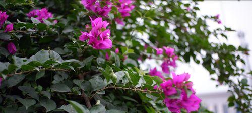 勒杜鹃一年开几次花？花期持续多长时间？