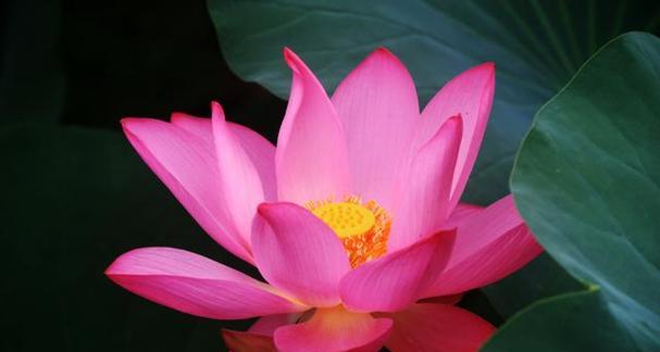 莲花代表的生肖是什么？十二生肖中莲花象征哪个动物？