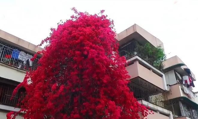 勒杜鹃一年开几次花？花期持续多长时间？
