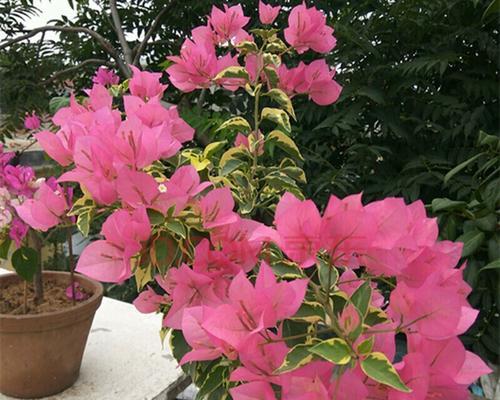 勒杜鹃一年开几次花？花期持续多长时间？