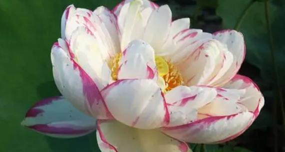 莲花在风水中代表什么？如何利用莲花提升家居风水？